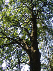 Eschenbaum