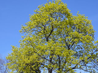Ahornholz für Holzhandläufe