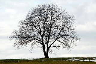 Nussbaum